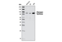 Glycogen Synthase Antibody