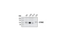 STIM2 Antibody