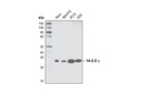 14-3-3 η Antibody