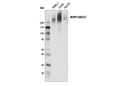 MRP1/ABCC1 (D7O8N) Rabbit mAb