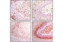 Nestin (Rat-401) Mouse mAb