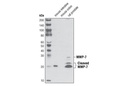 MMP-7 (D4H5) XP Rabbit mAb
