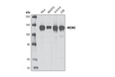 MCM2 (D7G11) XP Rabbit mAb