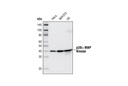 p38α MAPK (7D6) Rabbit mAb