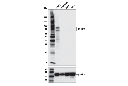 EOMES (D8D1R) Rabbit mAb