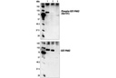 Phospho-PAK1 (Ser144)/PAK2 (Ser141) Antibody