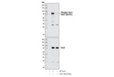 Phospho-TORC1/CRTC1 (Ser151) Antibody