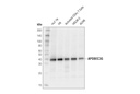 APOBEC3G (D9C6Z) Rabbit mAb