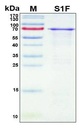 Recombinant SARS-CoV-2 Spike Protein, S1 Subunit