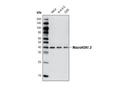 MacroH2A1.2 Antibody