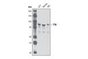TTK (D15B7) Rabbit mAb