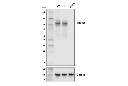 DNMT3B (E9X7R) Rabbit mAb (Mouse Specific)