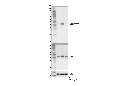 Phospho-c-Jun (Ser63) (E6I7P) XP Rabbit mAb
