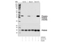 Phospho-PRAS40 (Thr246) (C77D7) Rabbit mAb