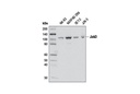 Jak3 (D1H3) Rabbit mAb