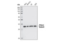 PP2A C Subunit (52F8) Rabbit mAb