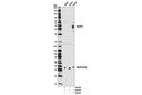 ApoE4 (4E4) Mouse mAb