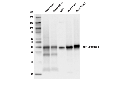 FBP1/FBPase 1 (D2T7F) Rabbit mAb