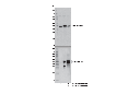 ACTL6A/BAF53A (E3W2A) Rabbit mAb