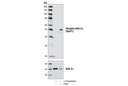 Phospho-GSK-3α (Ser21) (36E9) Rabbit mAb