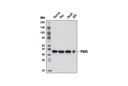 PAX5 (D19F8) XP Rabbit mAb