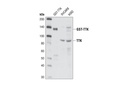 TTK Antibody