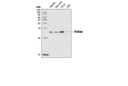 PSMA6 Antibody