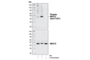 MEK1/2 Antibody