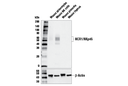 NCR1/NKp46 (E2K4N) Rabbit mAb
