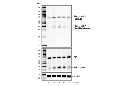 Phospho-RIP (Ser321) (E9K2A) Rabbit mAb