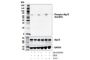 Phospho-Atg13 (Ser355) (E4D3T) Rabbit mAb