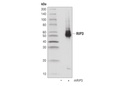 Mouse Reactive Necroptosis Antibody Sampler Kit