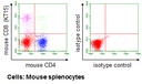 Anti-CD8 (Mouse) mAb-PE