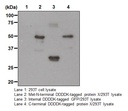 Anti-DDDDK-tag mAb-Magnetic Agarose
