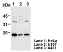 Anti-IL-18 (Human) pAb
