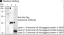 Anti-His-tag pAb