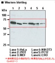 Anti-p62 (SQSTM1) pAb