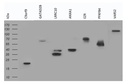 7E11, Anti-V5 tag monoclonal antibody