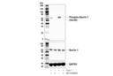 Phospho-Beclin-1 (Ser30) (E1C4X) Rabbit Monoclonal Antibody