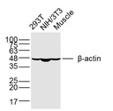b-肌动蛋白/b-Actin（内参）单克隆抗体