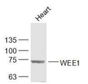 WEE1蛋白抗体