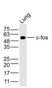 c-fos单克隆抗体