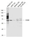 CD86抗体