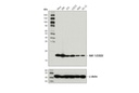 NAF-1/CISD2 (D4X4E) Rabbit mAb
