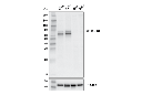 SS18-SSX (E9X9V) XP Rabbit mAb