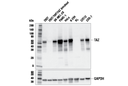 TAZ (E9J5A) XP Rabbit mAb