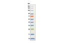 Color-coded Prestained Protein Marker Broad Range (10-250 kDa)