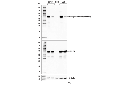 Phospho-SLP-76 (Ser376) (E3G9U) XP Rabbit mAb