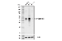 DPF3/BAF45C (E7F7N) Rabbit mAb