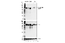 Phospho-TFEB (Ser122) Antibody